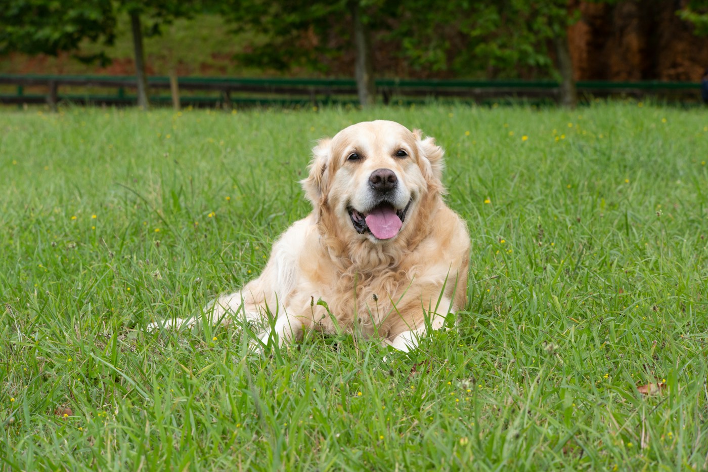 A golden retriever enjoying a sunny afternoon in the grass